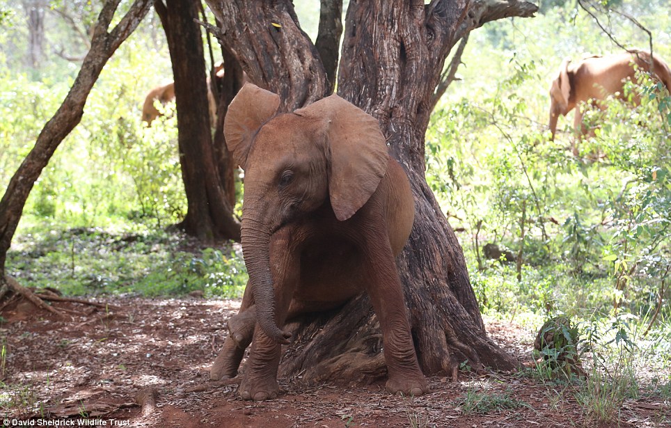 baby elephant rescue