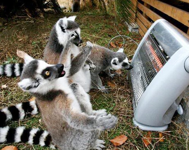 animals in front of heater