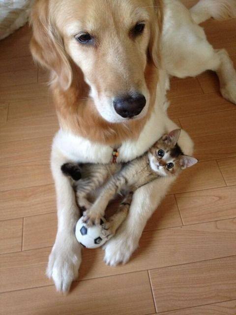 dog with kitten in paws