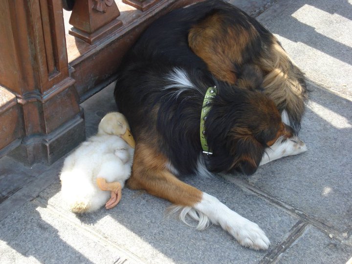 dog and duck sleeping