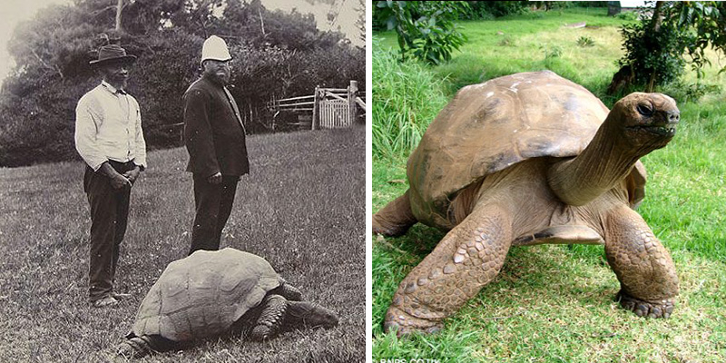 Jonathan the turtle