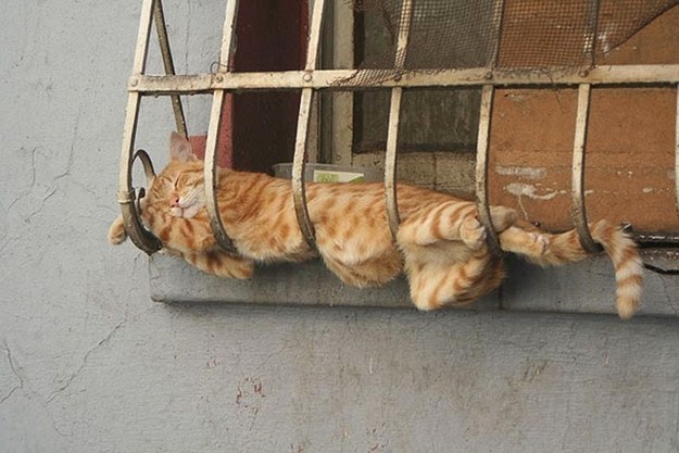 cats have no bones