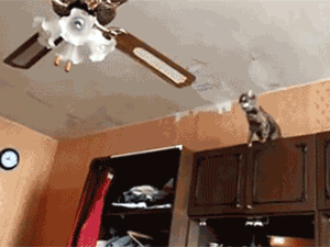 5 Hilarious Results From Merging Two Different Animated Gifs Into One