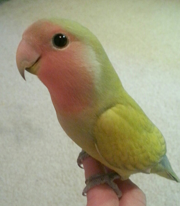 cute bird