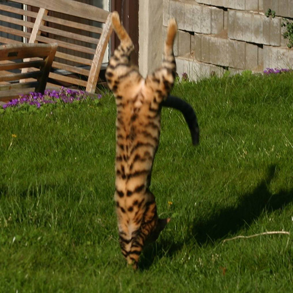 cats standing up