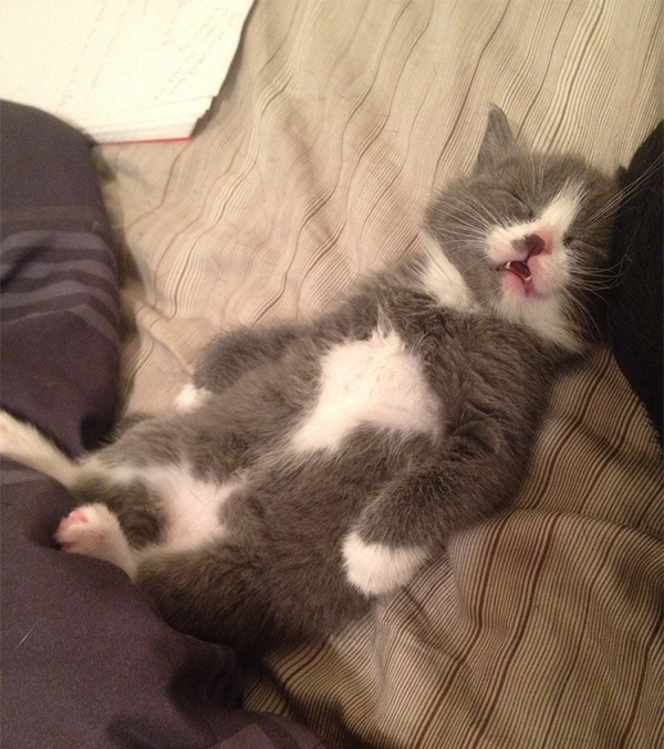 funny cat sleeping