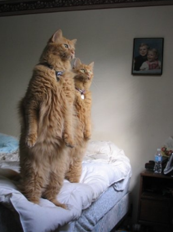 cats standing up