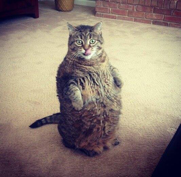 21 Hilarious Photos Of Cats Standing Up