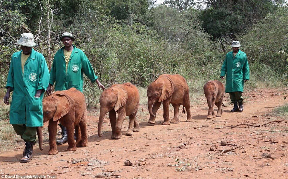 baby elephant rescue