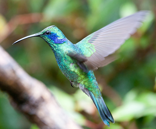 hummingbird extreme close up