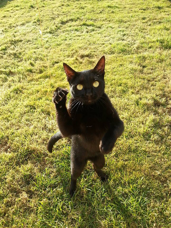 cats standing up