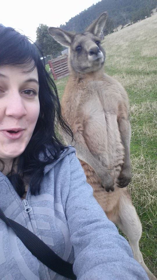 kangaroo selfie