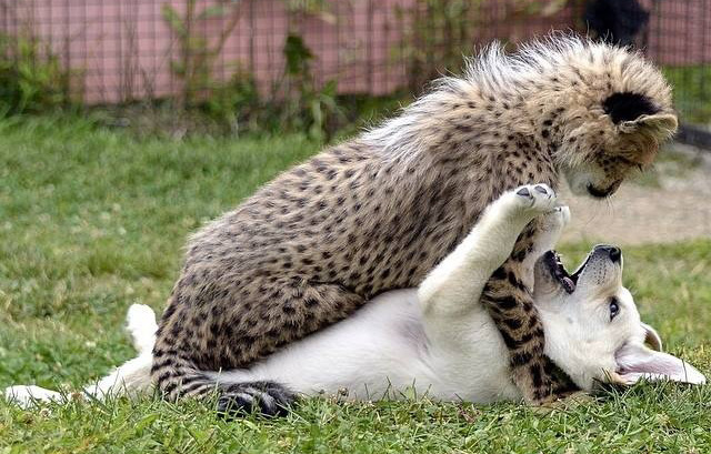 puppy cheetah playing