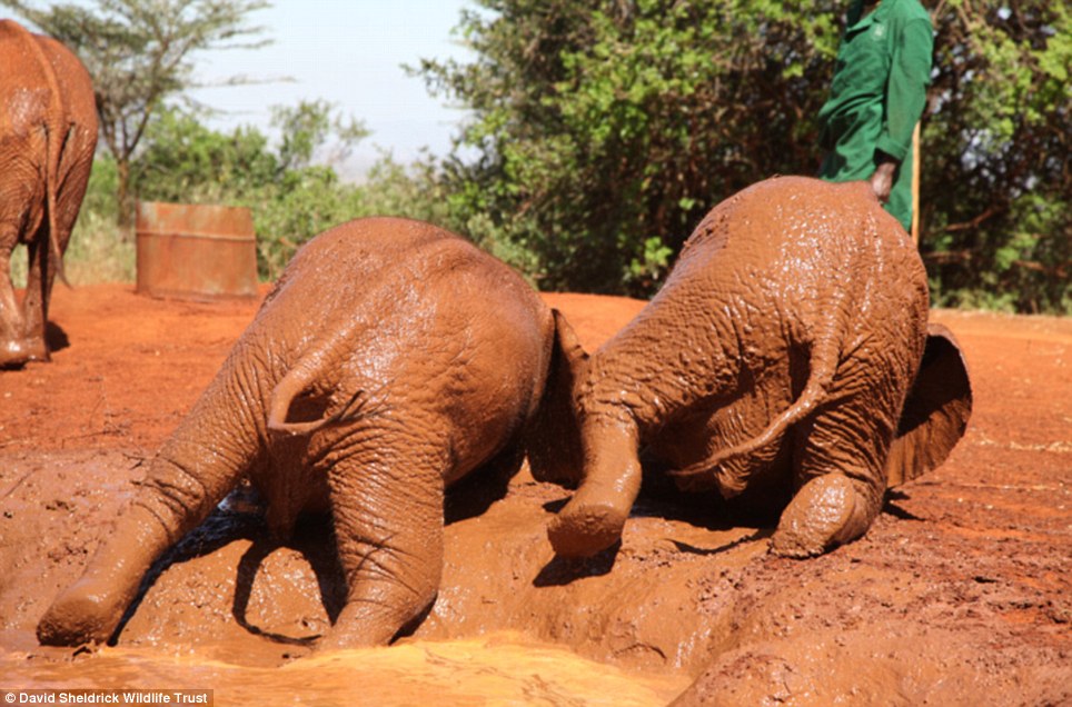 baby elephant rescue