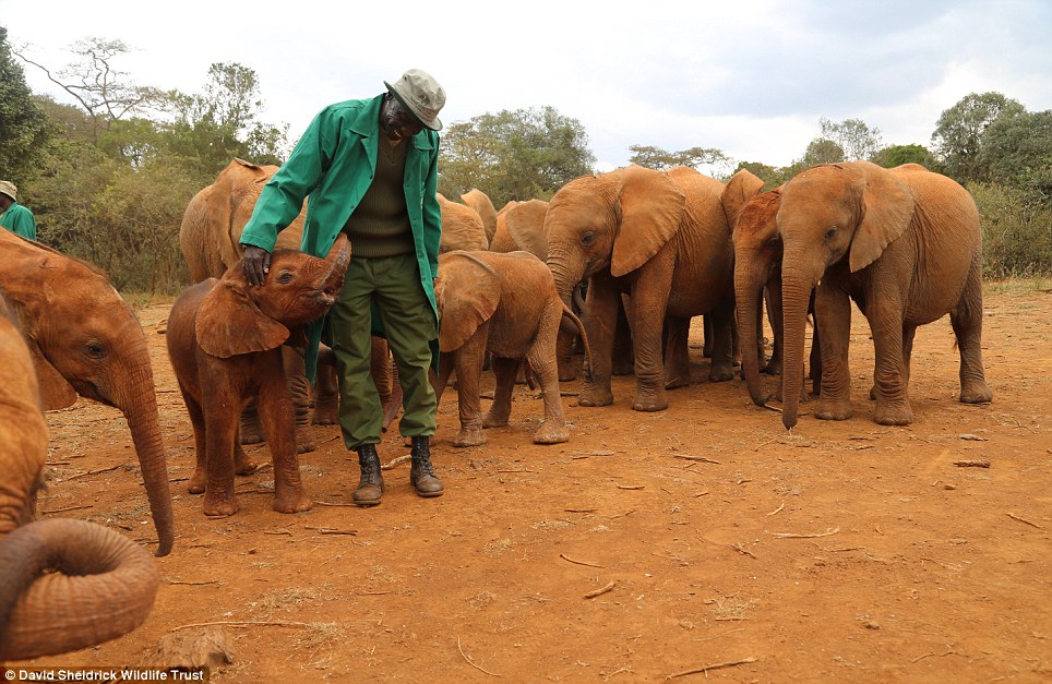 baby elephant rescue