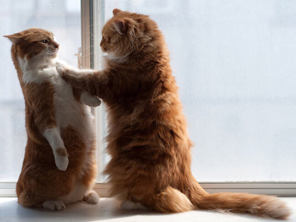 cats standing up