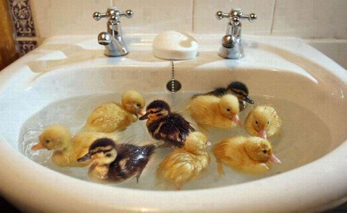 ducklings take a bath