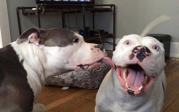 dog surprise kiss