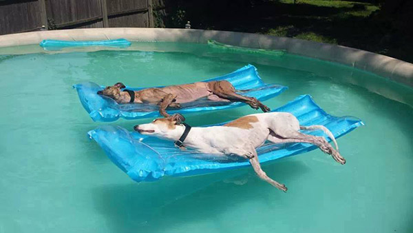 dogs on pool rafts