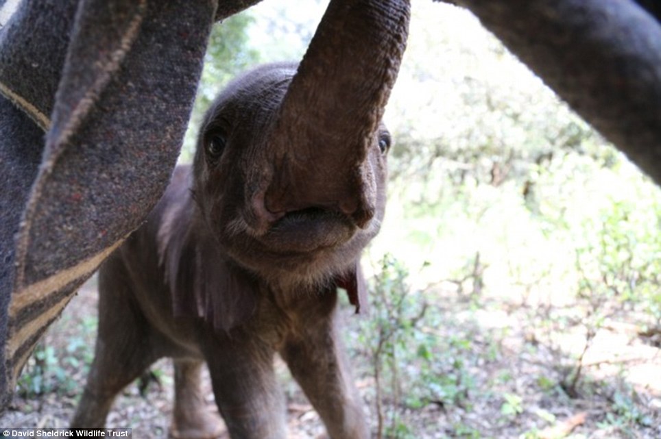 baby elephant rescue