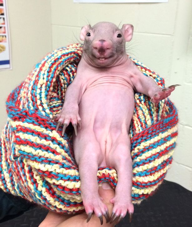 baby wombat