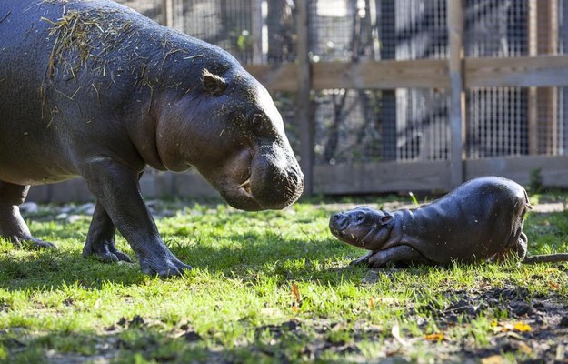 cutest baby hippo