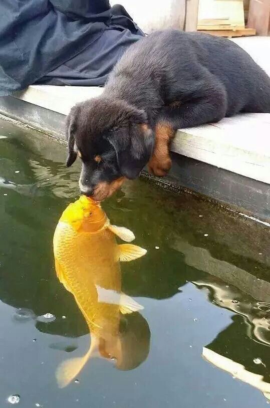 dog kisses fish