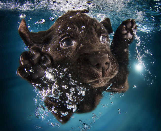 puppy swimming