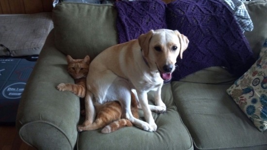 dog sitting on cat