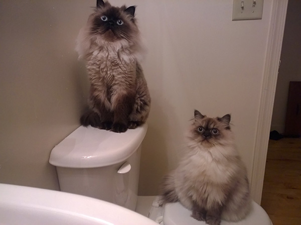 cats when i get out of shower