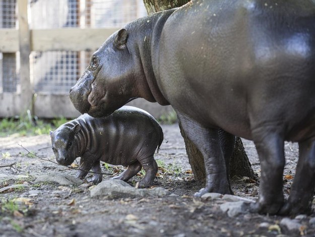 cutest baby hippo