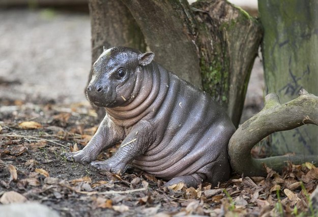 cutest baby hippo