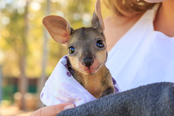 baby swamp wallaby