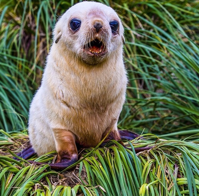 Baby Antarctic Fur Seal