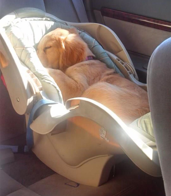 puppy in baby car seat
