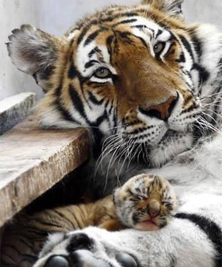 tiger baby