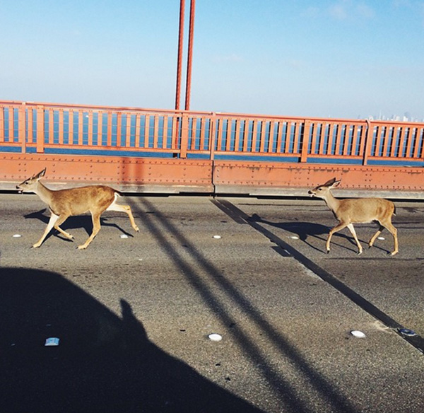 deer stop traffic on bridge