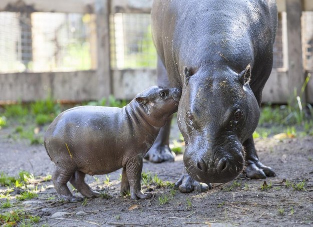 cutest baby hippo