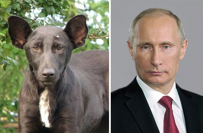 dogs that look like other things