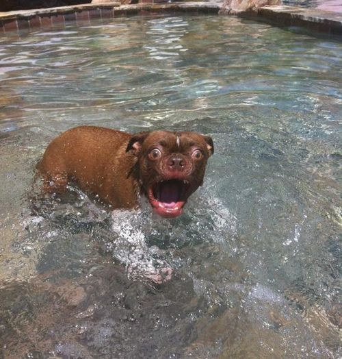 dog makes funny face in cold water