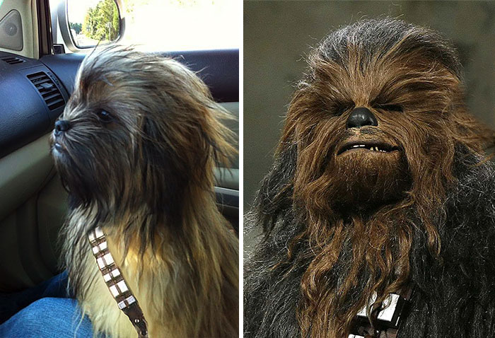 dogs that look like other things