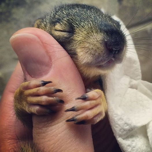 baby squirrel hug finger