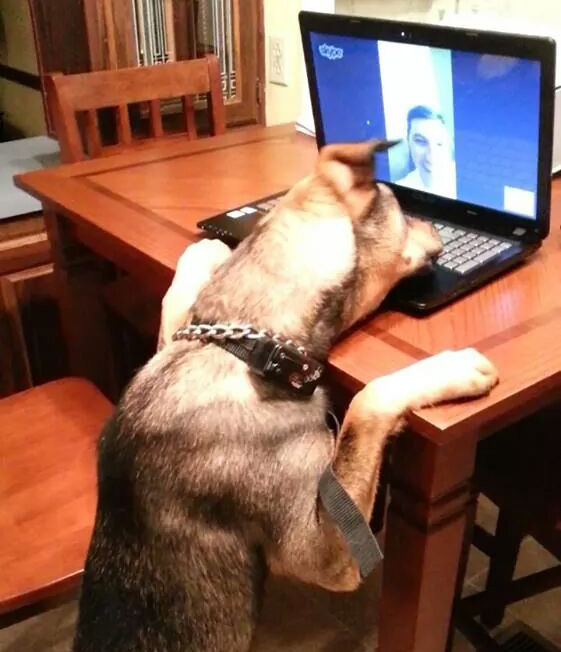 dog skype date