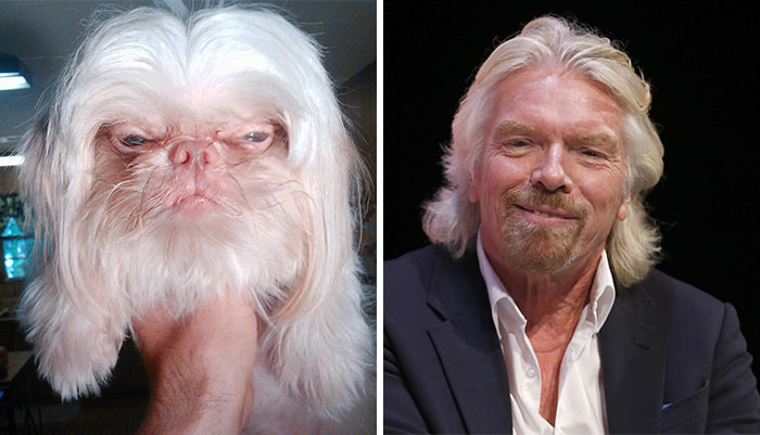 dogs that look like other things