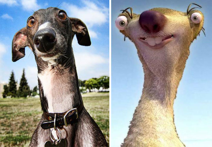 dogs that look like other things