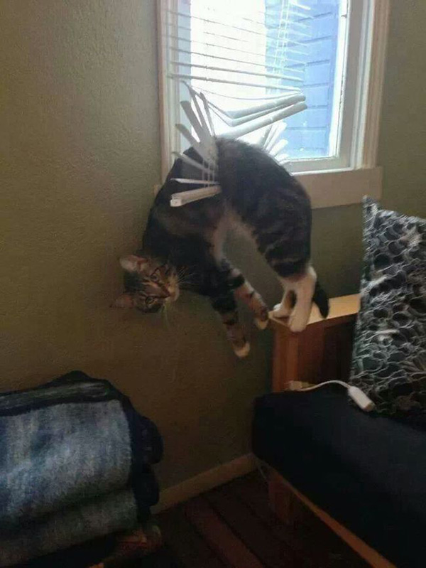 Cats Will Be Cats... Therefore Cats WILL Get Stuck In Things (Gallery)