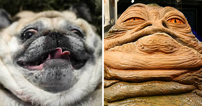 dogs that look like other things