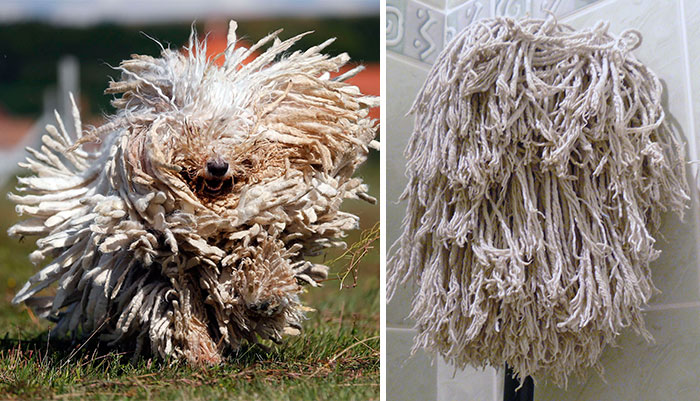 dogs that look like other things