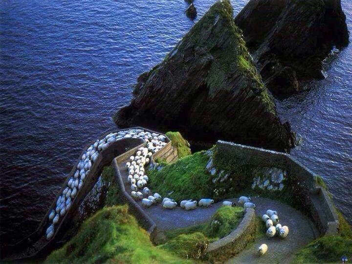 sheep highway ireland