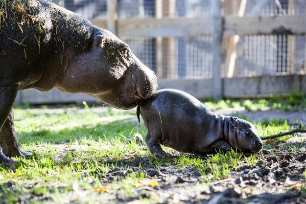 cutest baby hippo